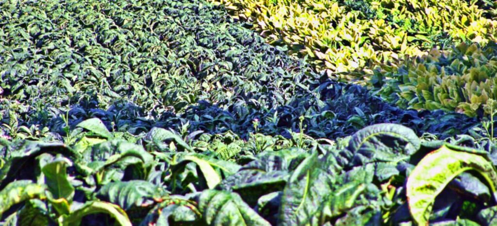Станьте свидетелем яркой симфонии табачных растений Берли, произрастающих на обширных полях