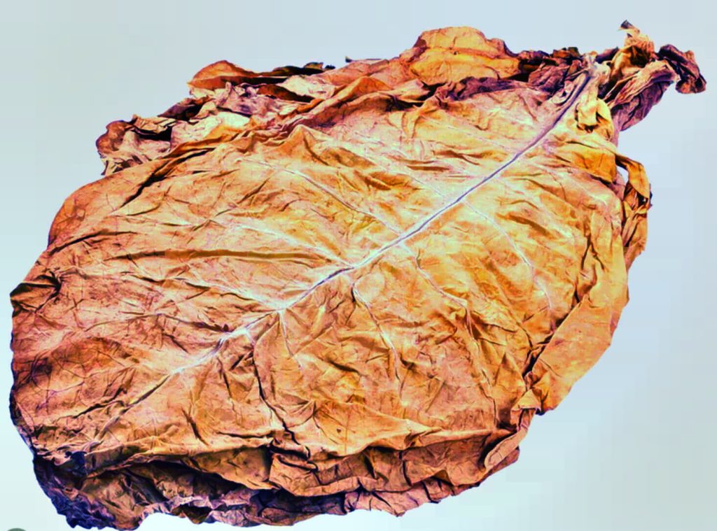 Интимный взгляд на пленительный мир табака Gold Leaf